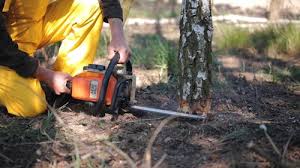 How Our Tree Care Process Works  in Beaver, PA